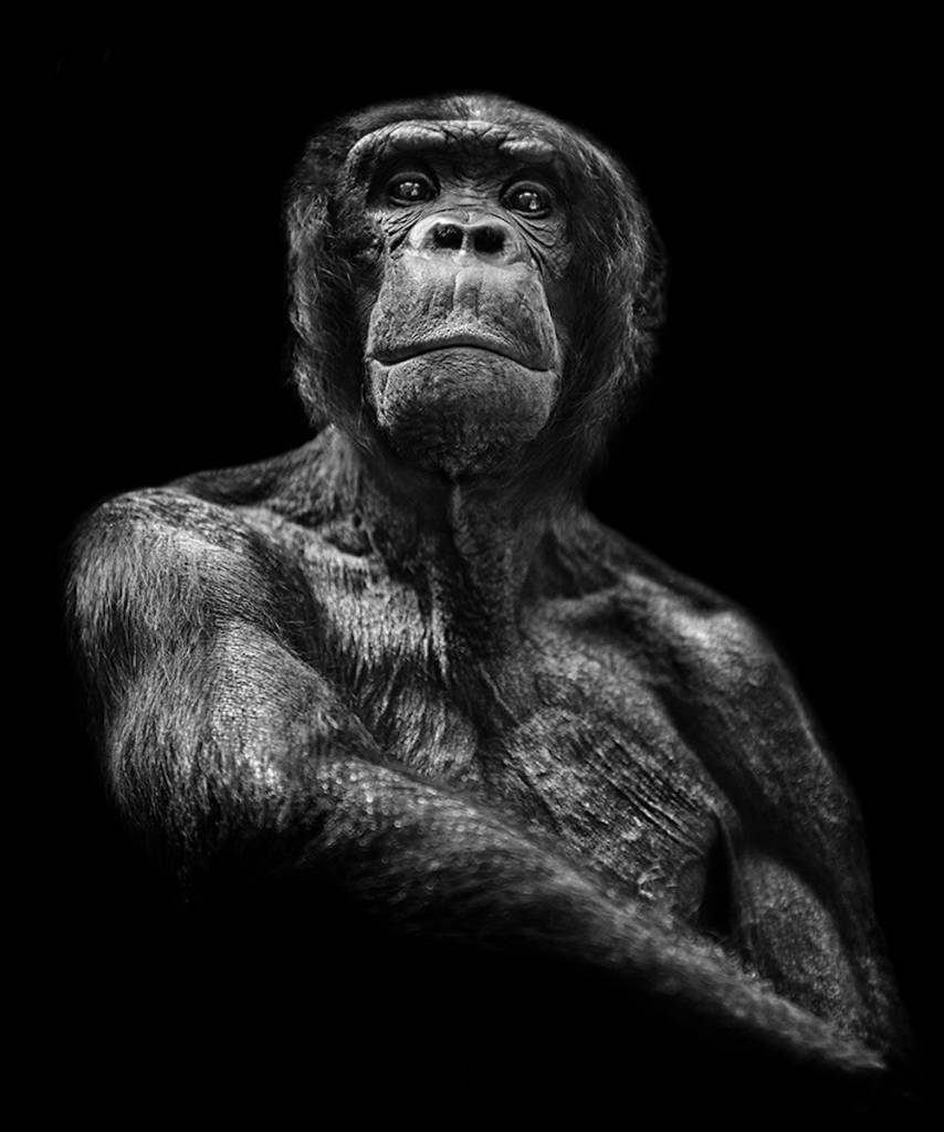 inHUMAN: Unnerving Portraits of Emotional Apes (2014)