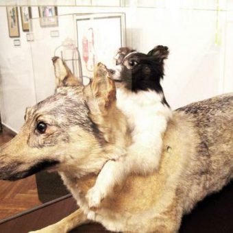 In 1954 Dr Vladimir Demikhov created a two-headed dog (video)