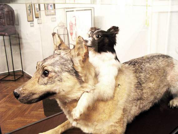 russian 2 headed dog experiment