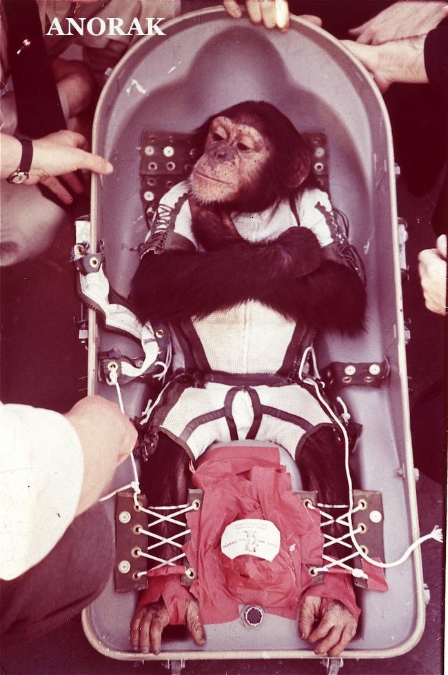 chimpanzee in space