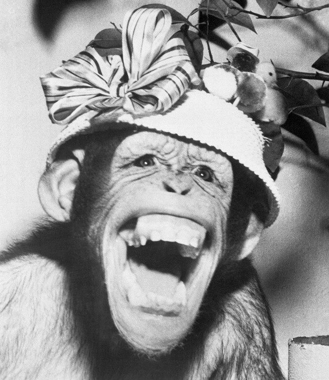The latest thing in Easter bonnets is shown by Lulu, star attraction at the Bloomington Zoo, Illinois, who had this expression when she posed for photographer, March 28, 1959. 