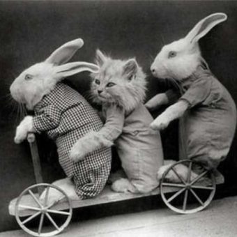 Cat dressed on sale as easter bunny