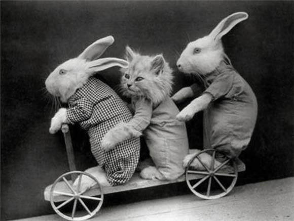 [Image: vintage-easter-bunny-cat.jpg]