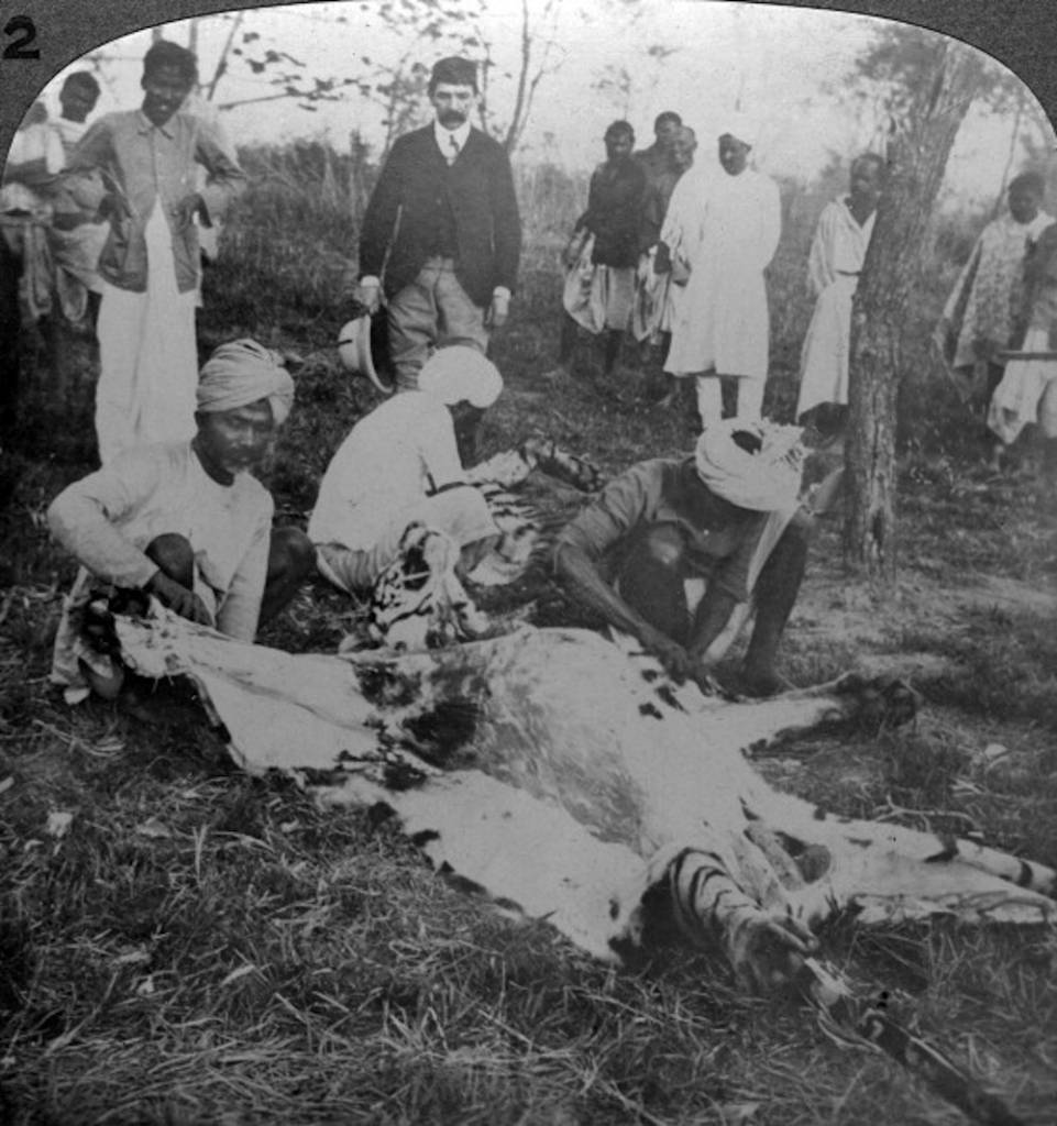 Skinning a dead tiger, shoot of the Maharajah of Cooch Behar, India, c1900s