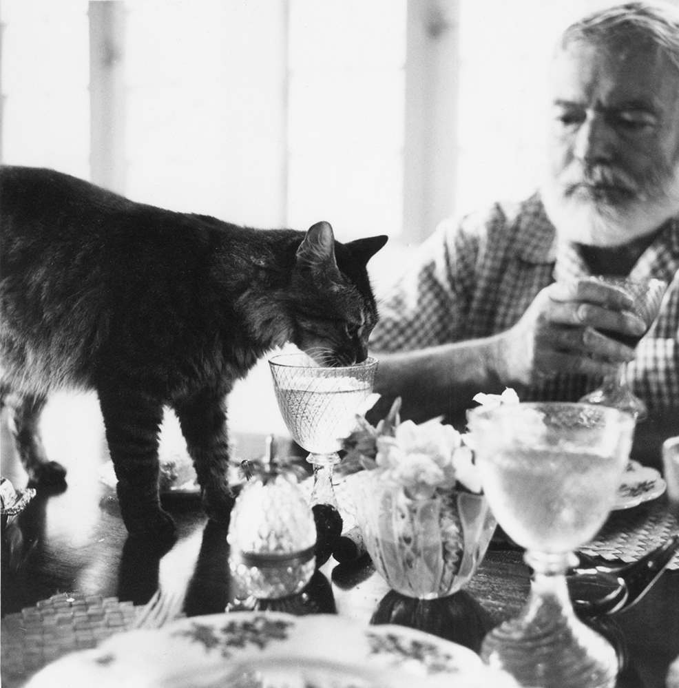 EH8505P Ernest Hemingway at table with his cat Cristobal at Finca Vigia.