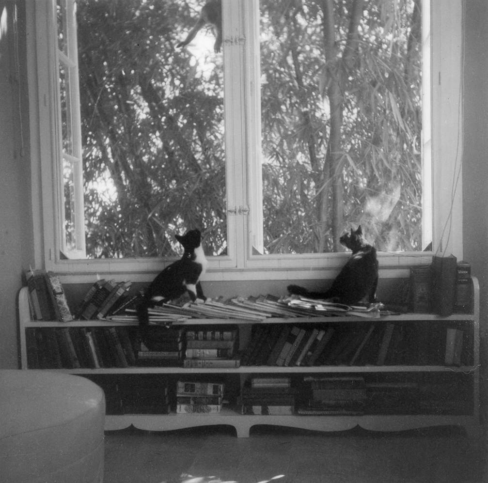 EH8552P     Date Unknown Ernest Hemingway's cats, Friendless' Brother and Willy, watch a monkey outside the window at Finca Vigia.