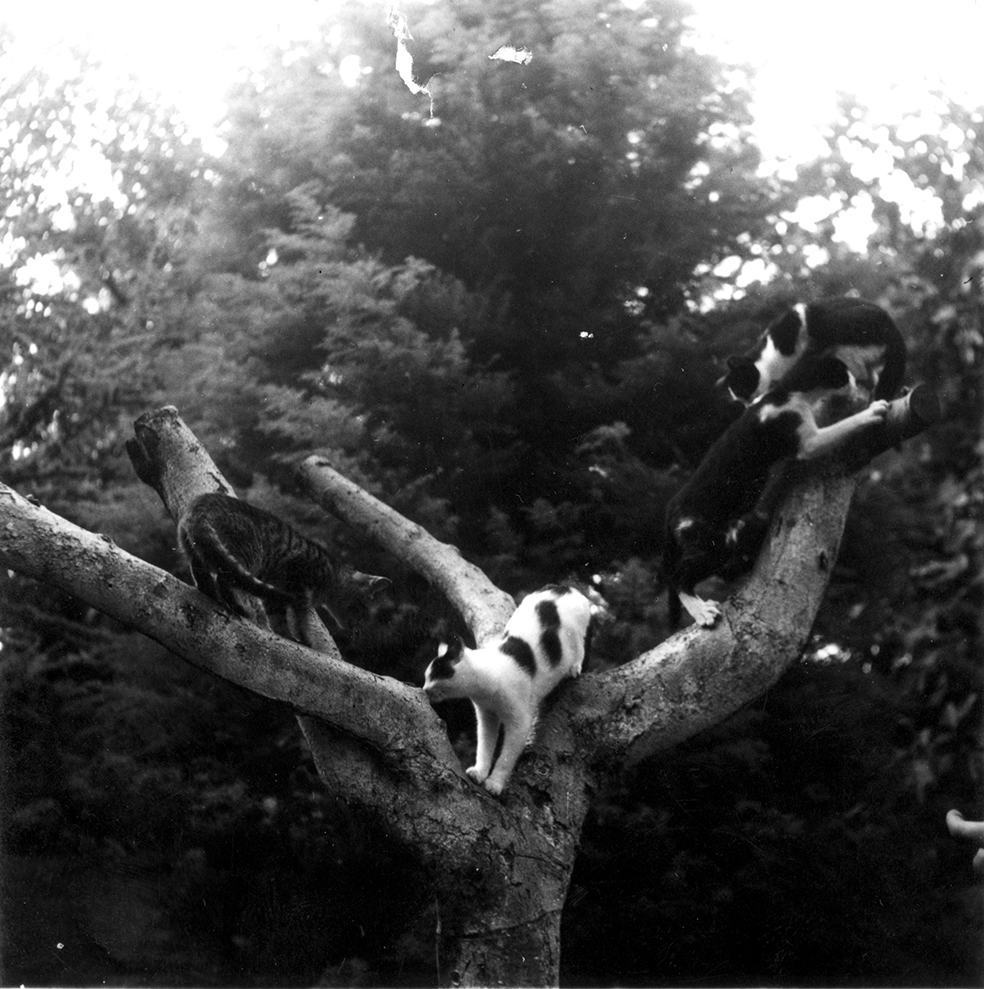 EH8554P nd. Cats in a tree. Finca Vigia, San Francisco de Paula, Cuba. Copyright unknown. Please credit: "Copyright unknown in the Ernest Hemingway Collection at the John F. Kennedy Presidential Library and Museum, Boston."