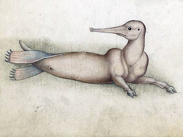 caab, a legendary marine animal Petrus Candidus Decembrius, De animantium naturis, Italy ca. 1515 Biblioteca Apostolica Vaticana, Urb.lat.276, fol. 128v