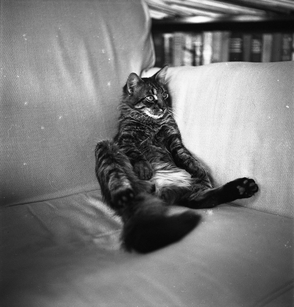  Good Will, Hemingway's Angora tiger cat, in chair at Finca Vigia.