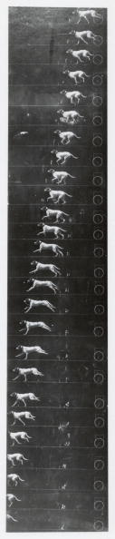 Chronophotographic pictures of a running dog, c 1893.