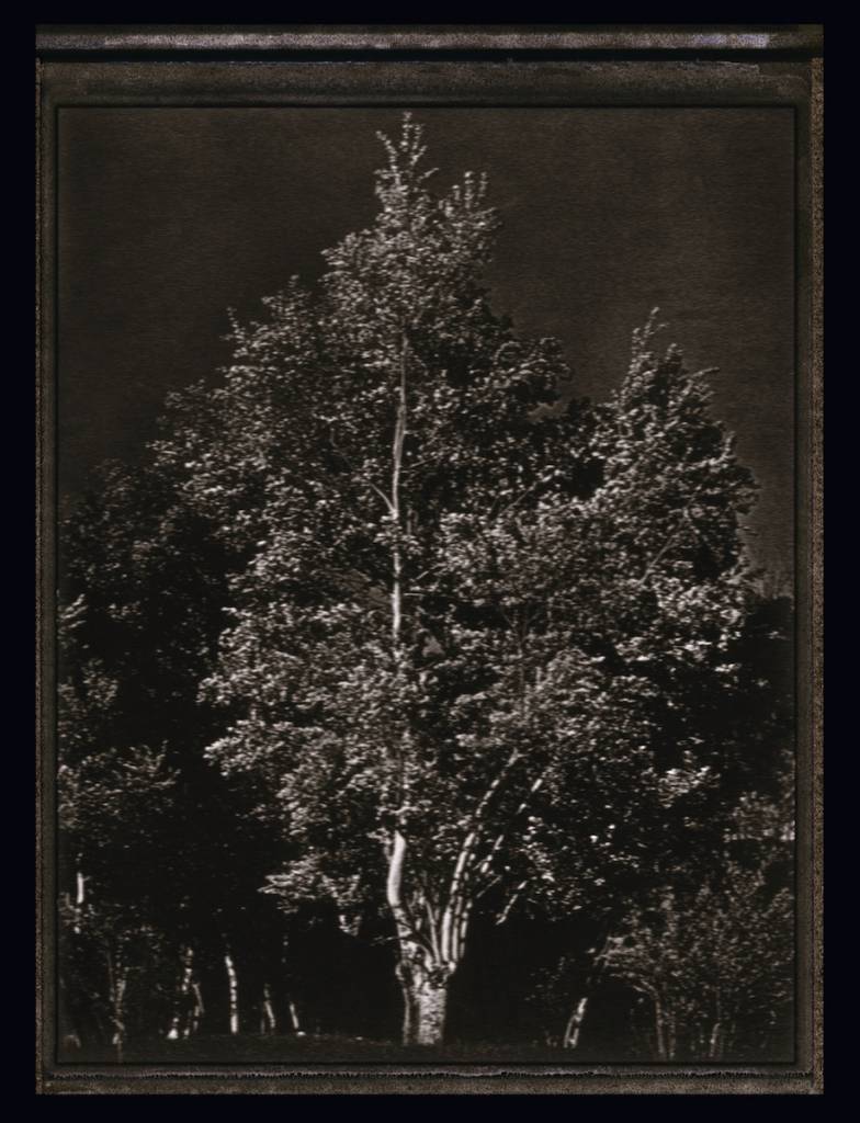 Tree - Colorado 1978