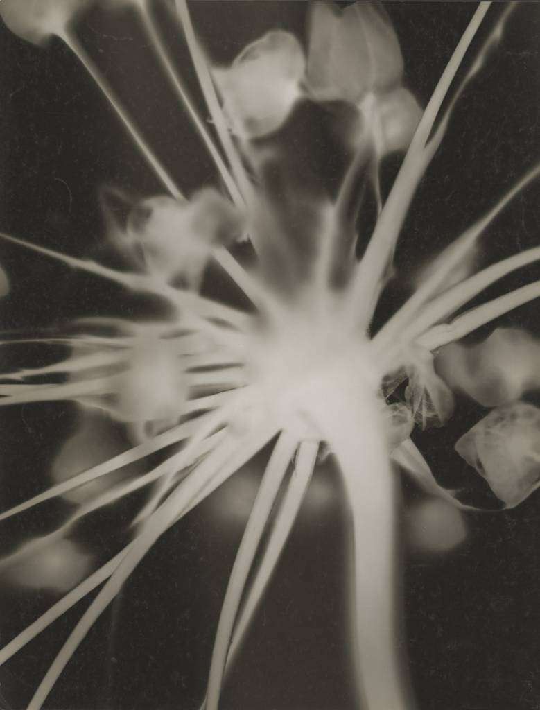 Garlic flower 1930