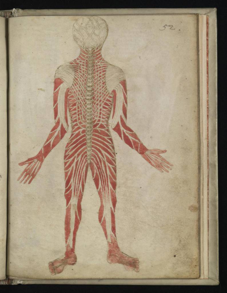 Anatomical Illustrations from 15th-century England