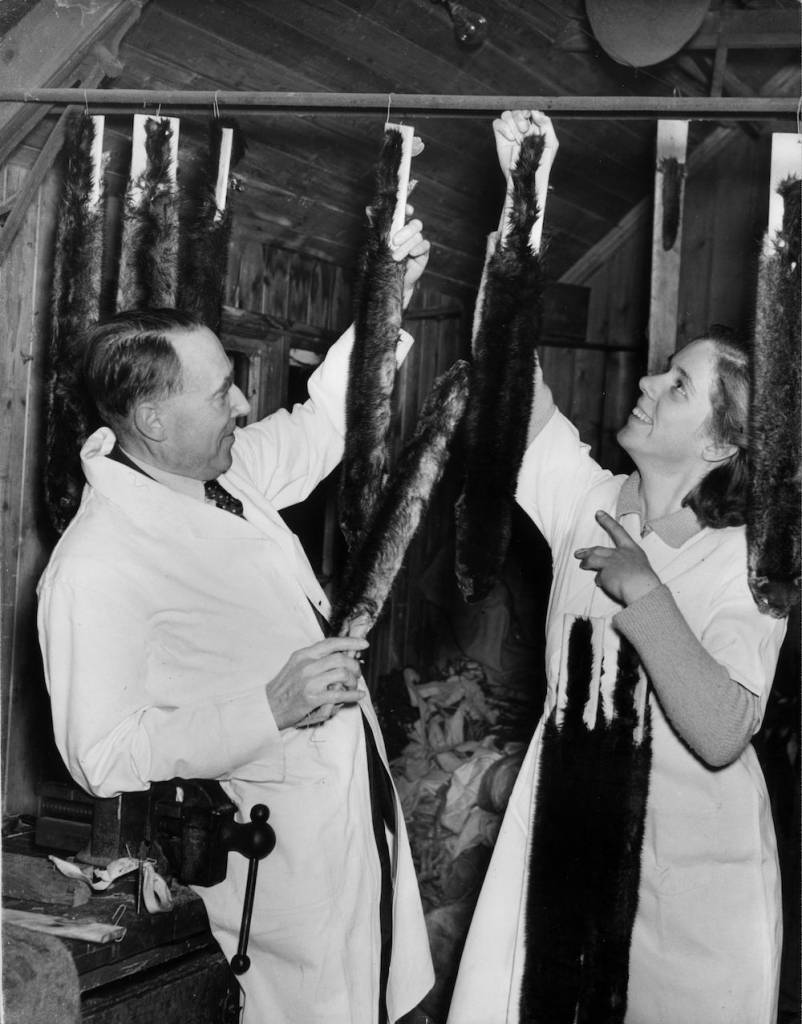 12th January 1953: Bernard Hicks and his daughter Nancy hanging up mink pelts at their mink farm in North Finchley. (Photo by Reg Speller/Fox Photos/Getty Images)