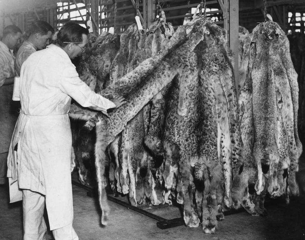 30th July 1934: Experts examining the Siberian linx furs on show at the Hudson's Bay Company's Beaver Hall auction, London. (Photo by E. Phillips/Fox Photos/Getty Images)