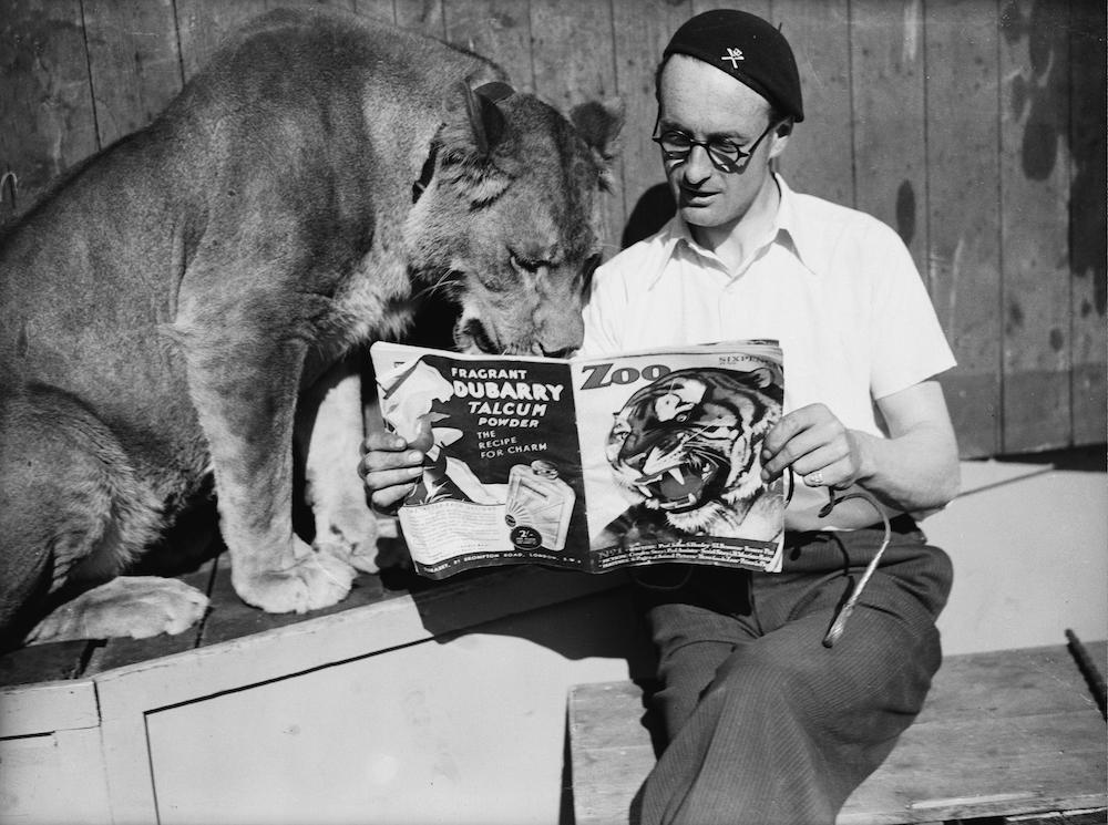 June 1936: The Southend wall of death rider, Tornado Smith, reading Zoo magazine with his pet lioness. (Photo by Fox Photos/Getty Images)