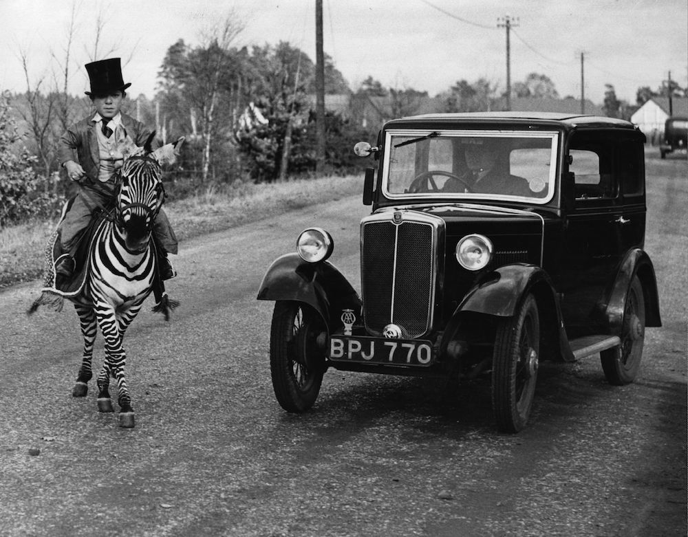 7th December 1935:  A motorist pauses as Laffin Leslie, an 18-year-old dwarf, guides Jimmy, the 'only rideable zebra in the world', across a road in Berkshire.  (Photo by Fox Photos/Getty Images)
