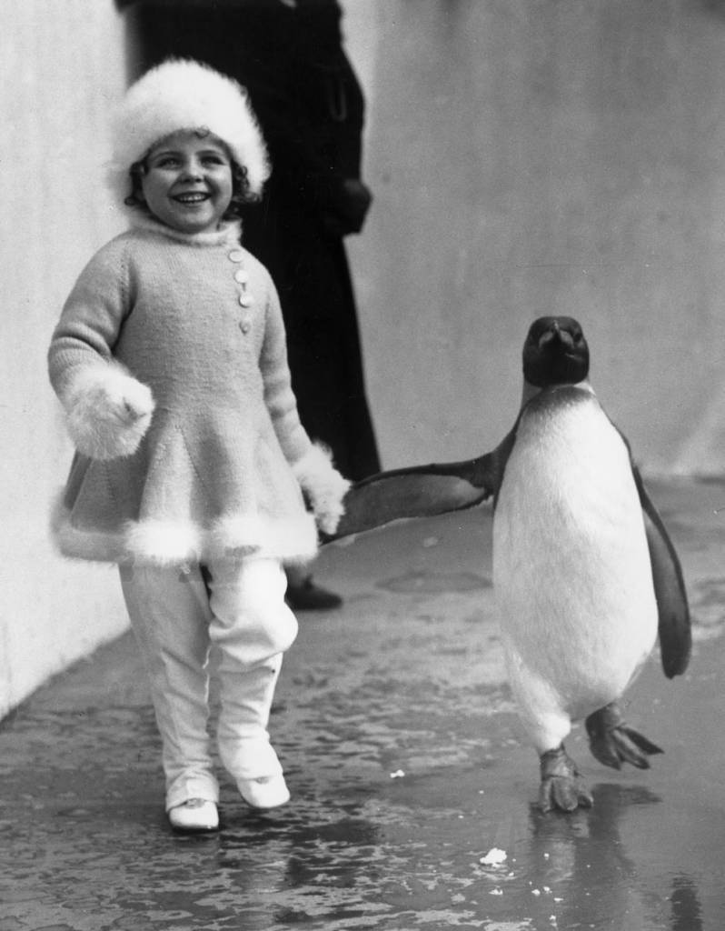 15th April 1937: Child film actress Binkie Stuart hand in hand with a penguin during a visit to London Zoo. (Photo by Fox Photos/Getty Images)