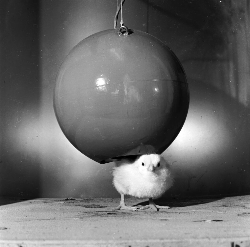circa 1955: A chick responding to a rubber ball as though it were its mother in an experiment by Dr Eckhard Hess, Associate Professor of Psychology at the University of Chicago. Dr Hess believes that the chick is looking to the ball for security as it was the first object it saw. (Photo by Three Lions/Getty Images)
