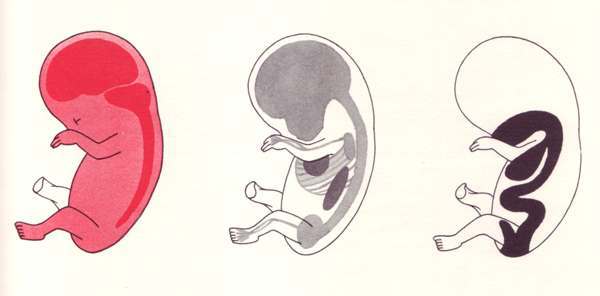 Formation de l'embryon, illus. P. Wyss