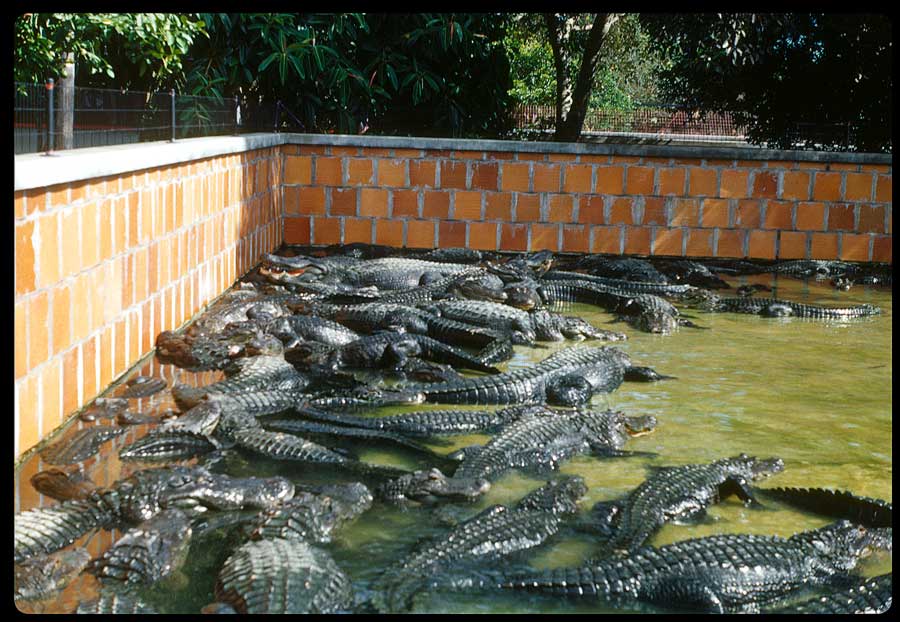 Everglades Wonder Gardens, 1952 Bonita Springs, FL