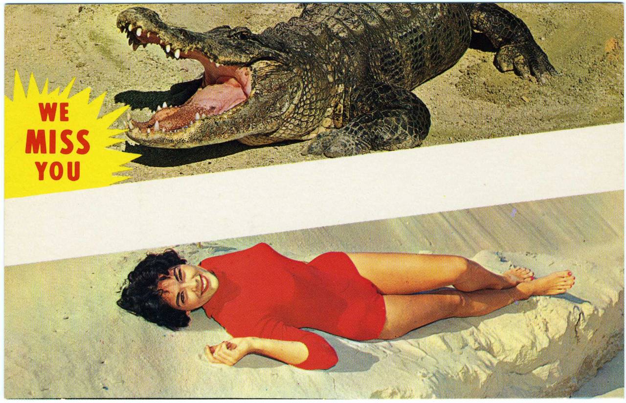 Florida postcard saucy 1950 1960s Bettie Page pin-up
