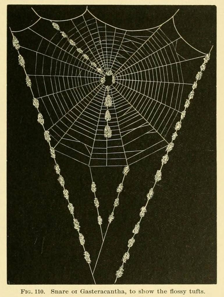 American spiders and their spinningwork