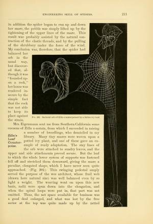 Illustrations from American Spiders and Their Spinningwork (1889 ...