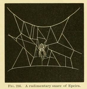 Illustrations from American Spiders and Their Spinningwork (1889 ...