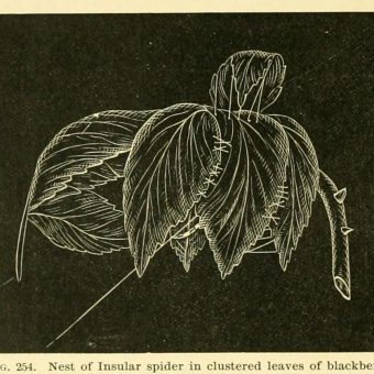 Illustrations from American Spiders and Their Spinningwork (1889)