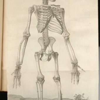 Anatomy of a chimpanzee skeleton - Flashbak