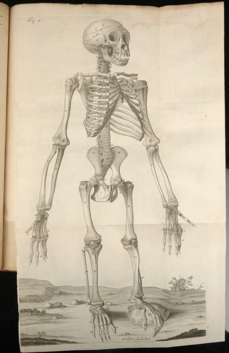 Anatomy of a chimpanzee Edward Tyson Cowper