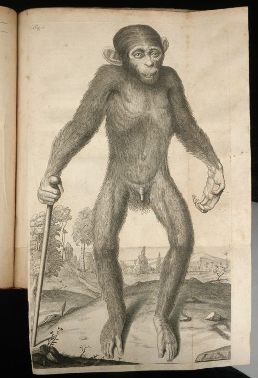 Anatomy of a pygmie chimpanzee Edward Tyson Cowper