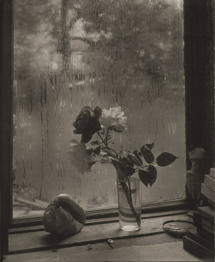 La Dernière Rose 1956 Josef Sudek