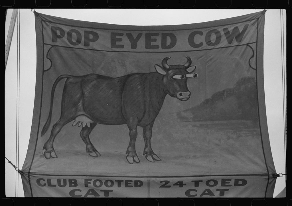 Vermont State Fair po-eyed cow