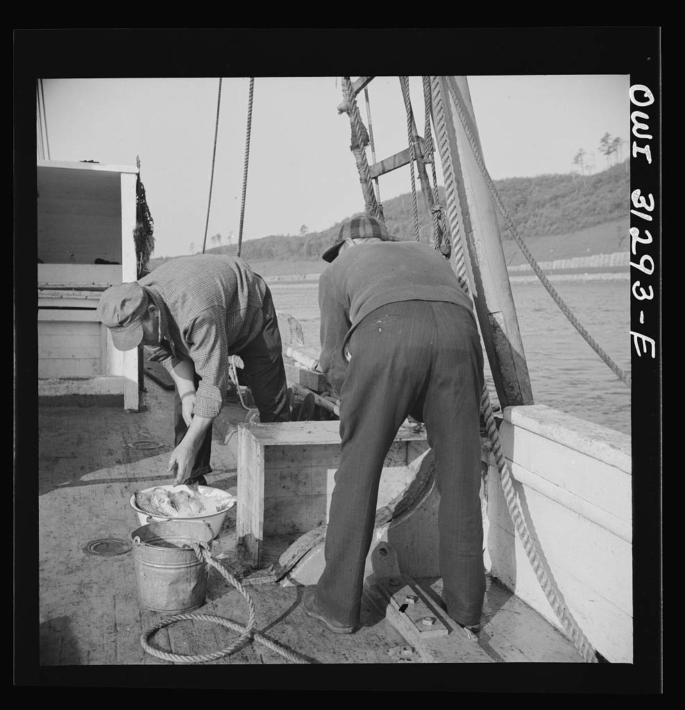 Fishermen cleaning mackerel