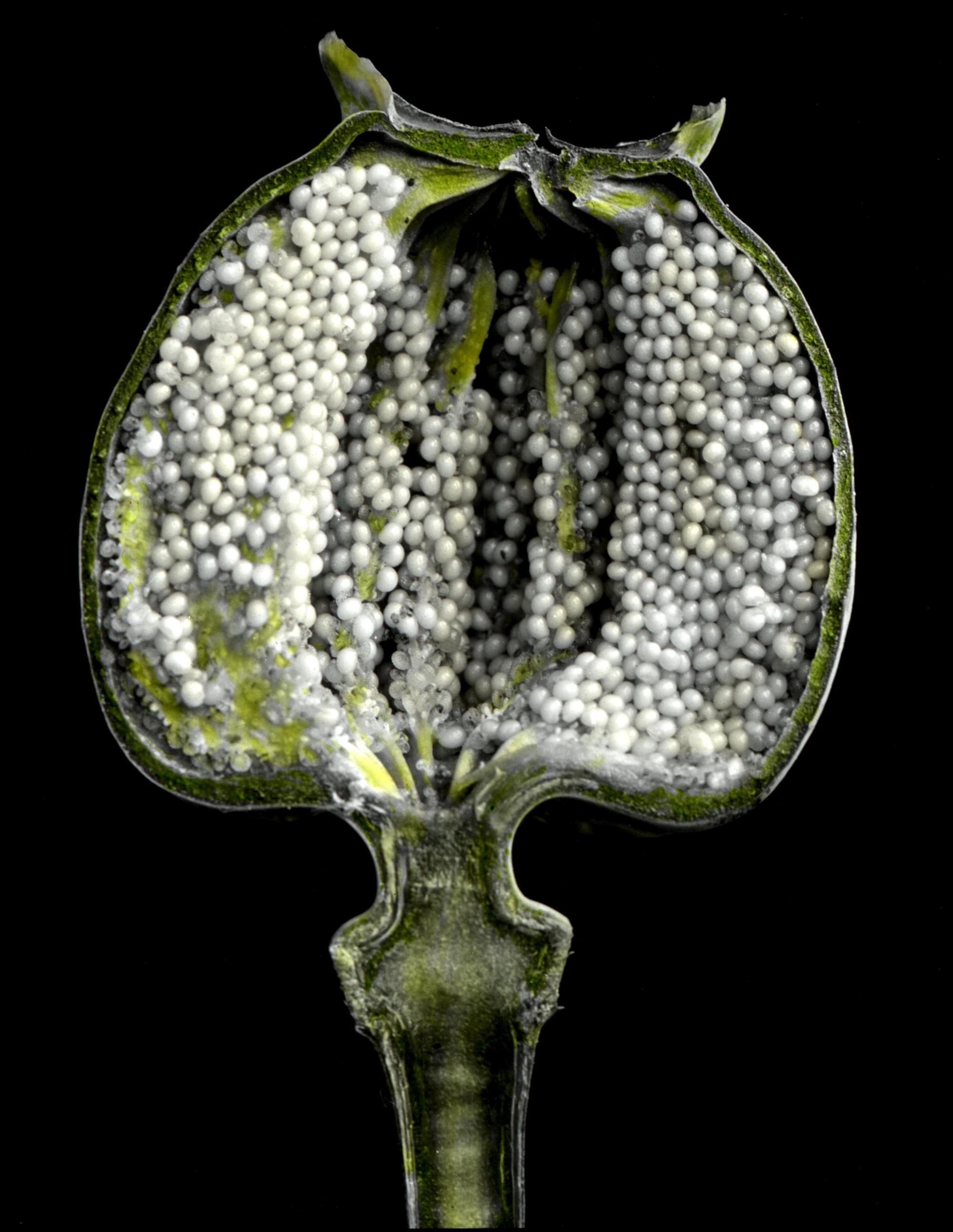 Vertical section of poppy capsule