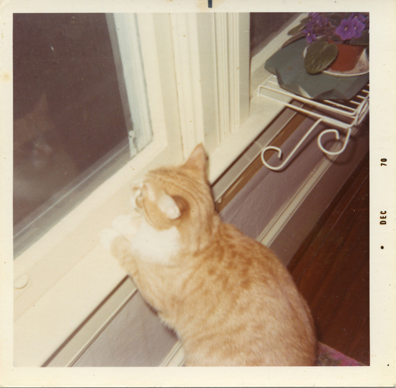 found photos cat 1970