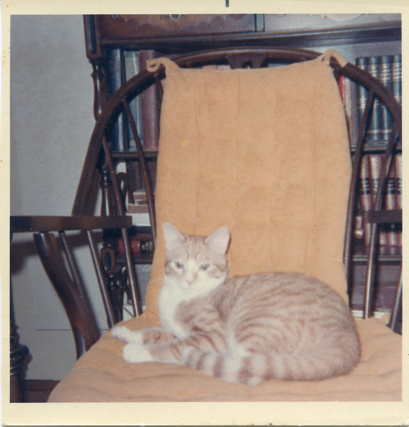 found photos cat 1970