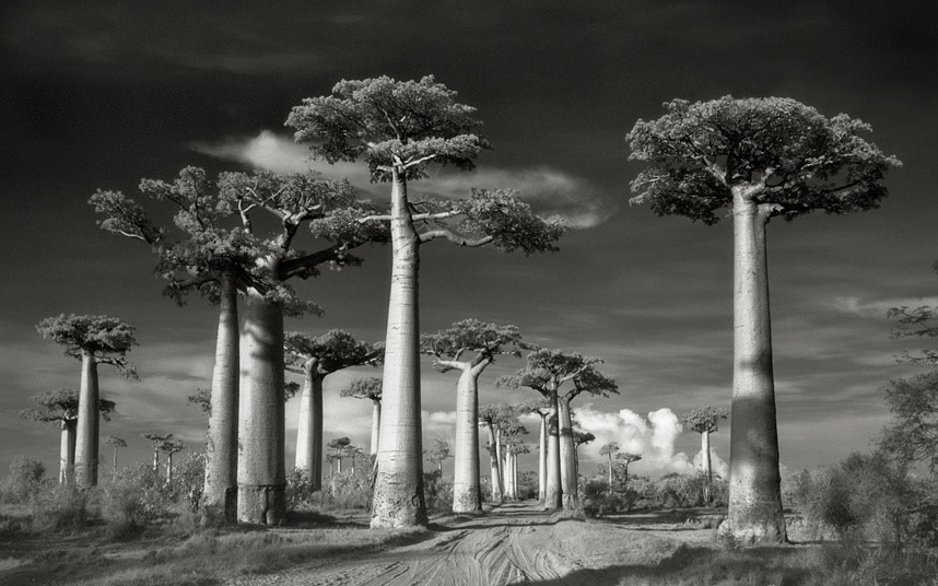 Baobabs