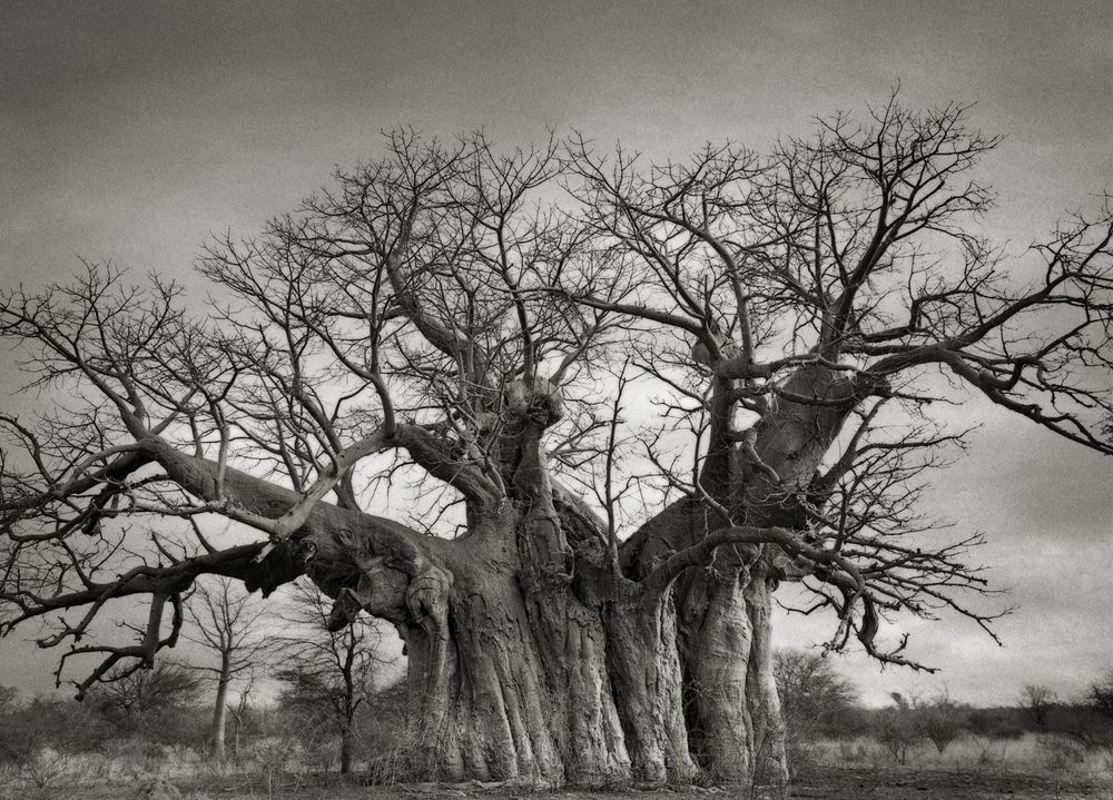 bufflesdrift-baobab