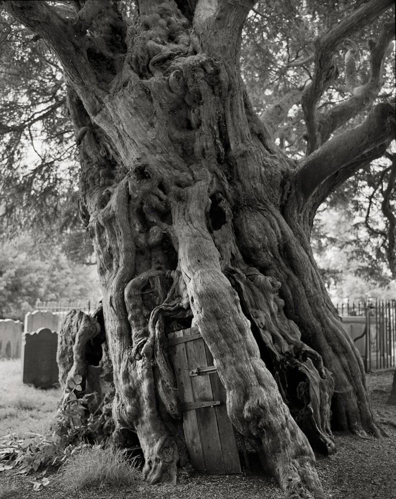 The Crowhurst Yew, Taxus baccata, in Surrey, England. Among the tombstones of a churchyard in Crowhurst stands an ancient yew with a girth of 31 feet. The tree is estimated to be more than 1,500 years old. When the villagers hollowed out the trunk in 1820, they found a cannonball embedded there, a relic of the English Civil War. The farm across from the church may have been the intended target because of its owner’s staunch Royalist beliefs.