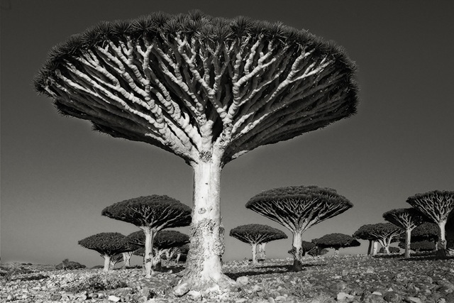 Dragon heart tree Socotra 