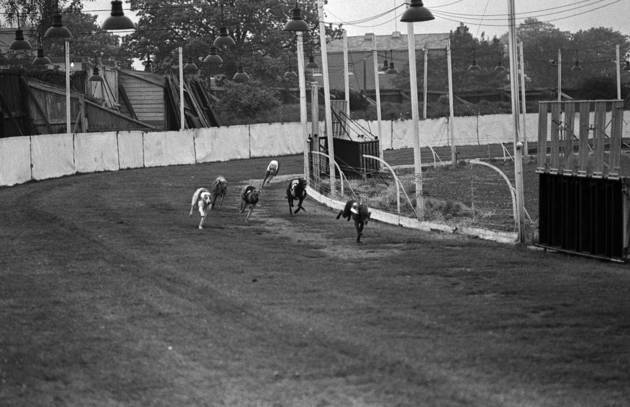 dogtrack-heinrich-klaffs-dublin-1973