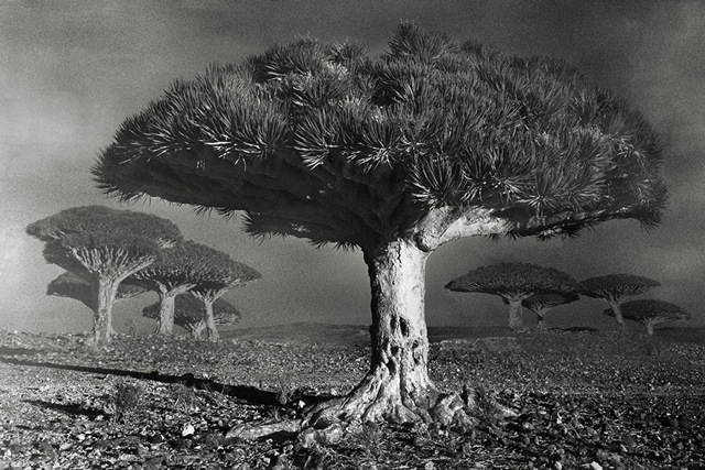 Dragon heart tree Socotra 