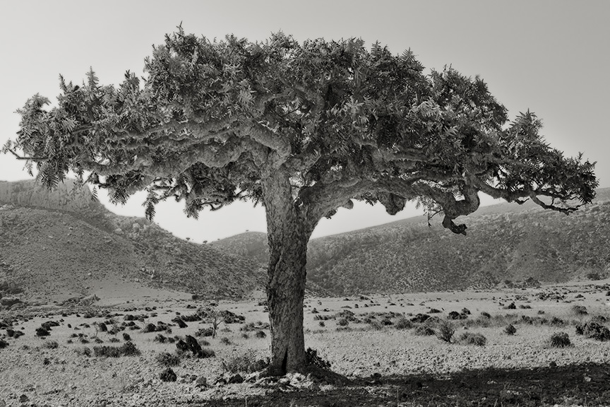 Frankincense Socotra