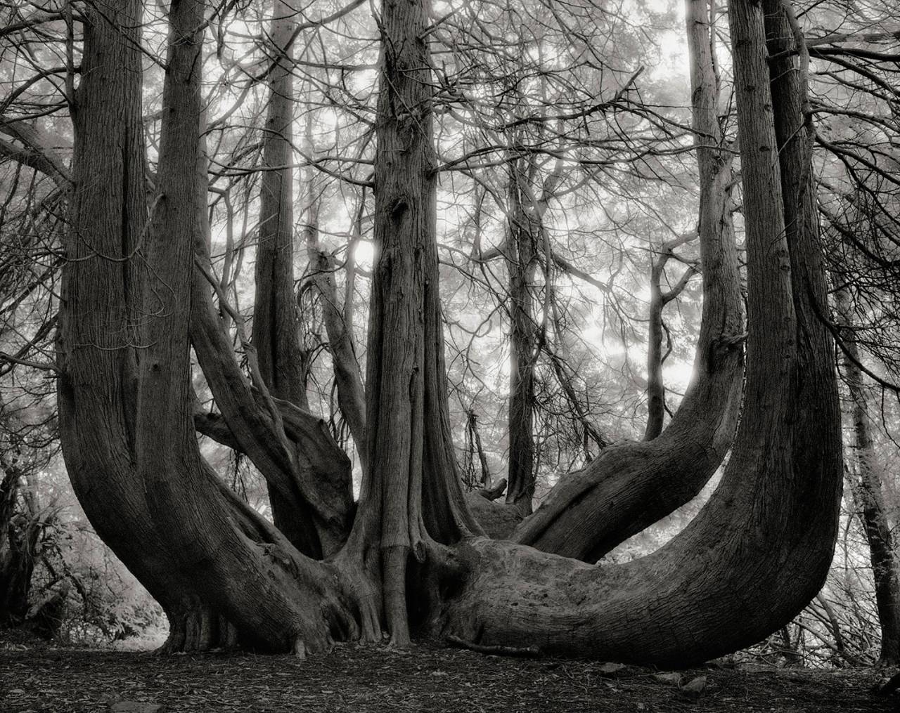 The great western red cedar of Gelli Aur, Thuja plicata, in Llandeilo, Carmarthenshire, Wales. The arboretum at Gelli Aur (Golden Grove) is home to an impressive selection of mature specimen trees, but none so magnificent as the multitrunked western red cedar, thought to have been planted in 1863.