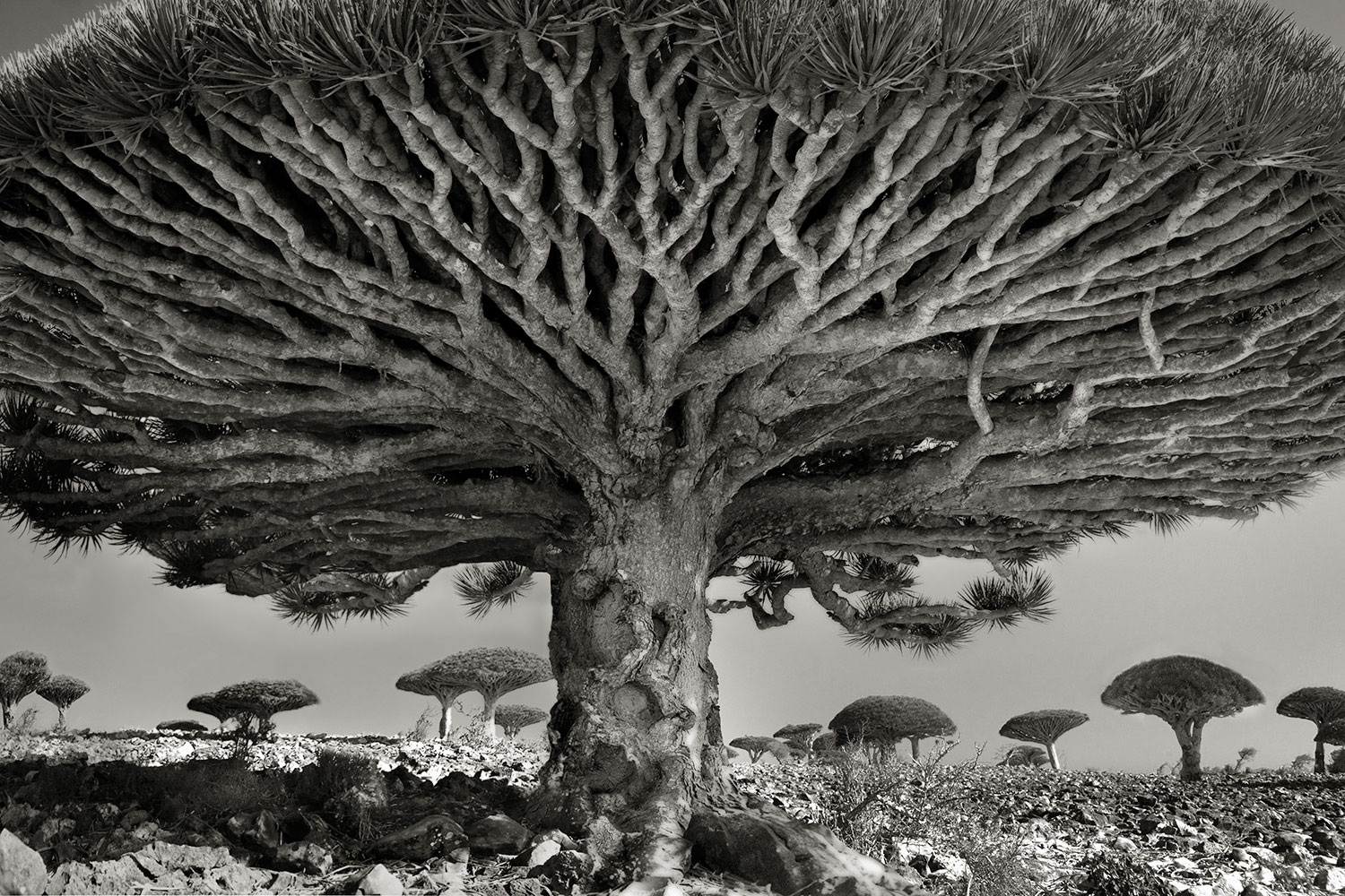 Dragon’s blood tree, Dracaena cinnabari, Socotra, Yemen.