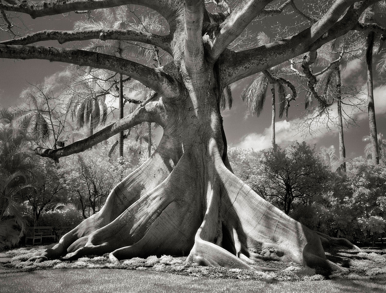 kapok tree, Ceiba pentandra, in Palm Beach, Florida