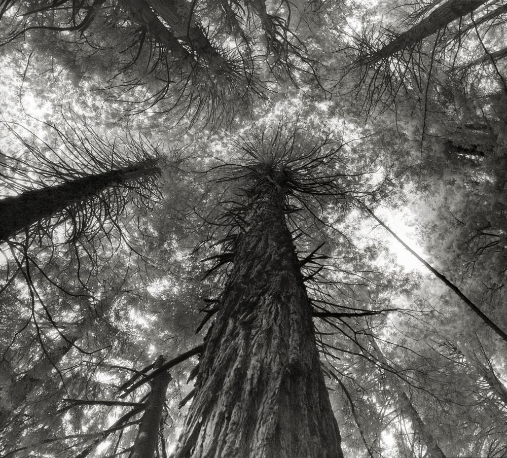 kings-canyon-sequoias